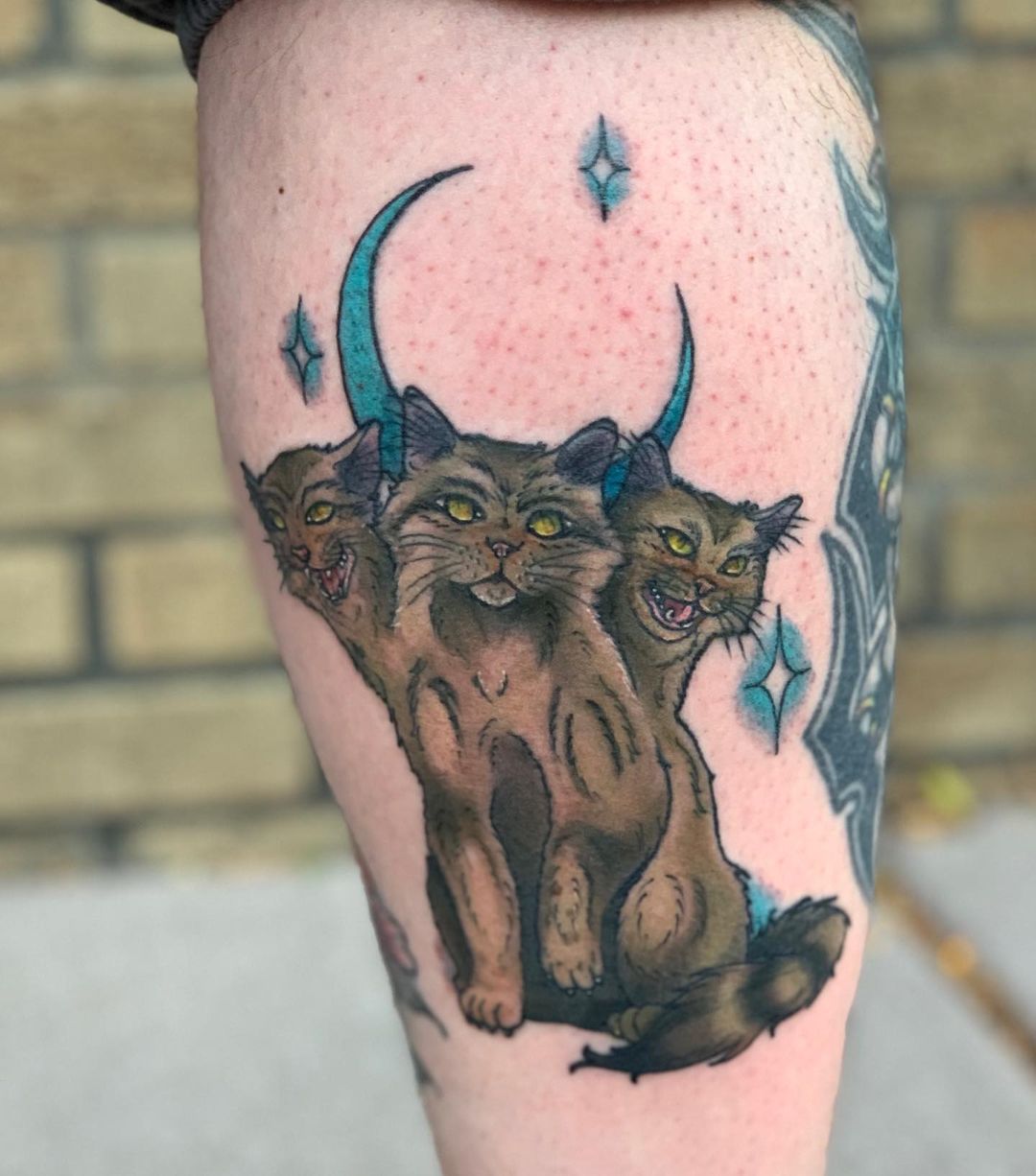 Gato