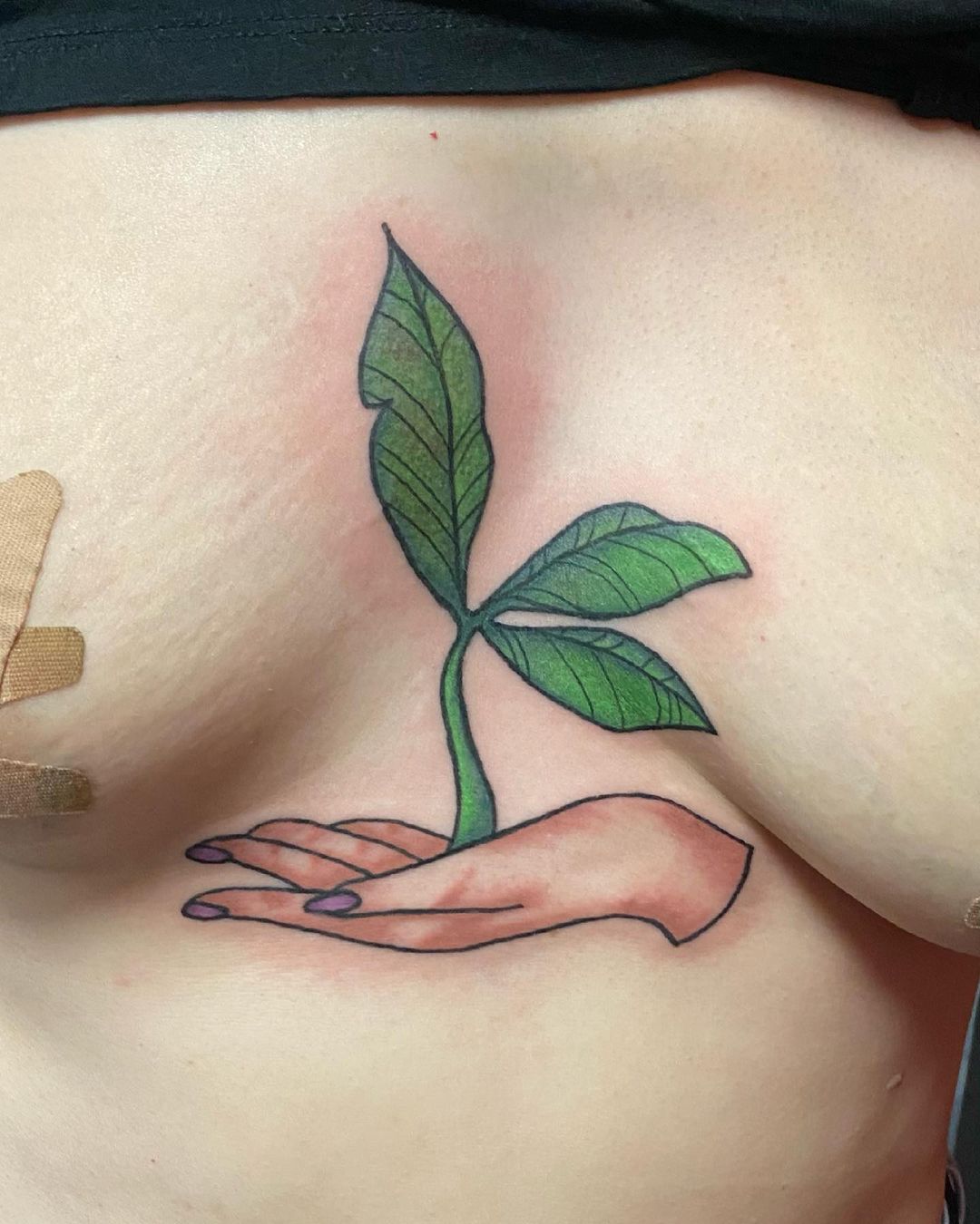 Planta