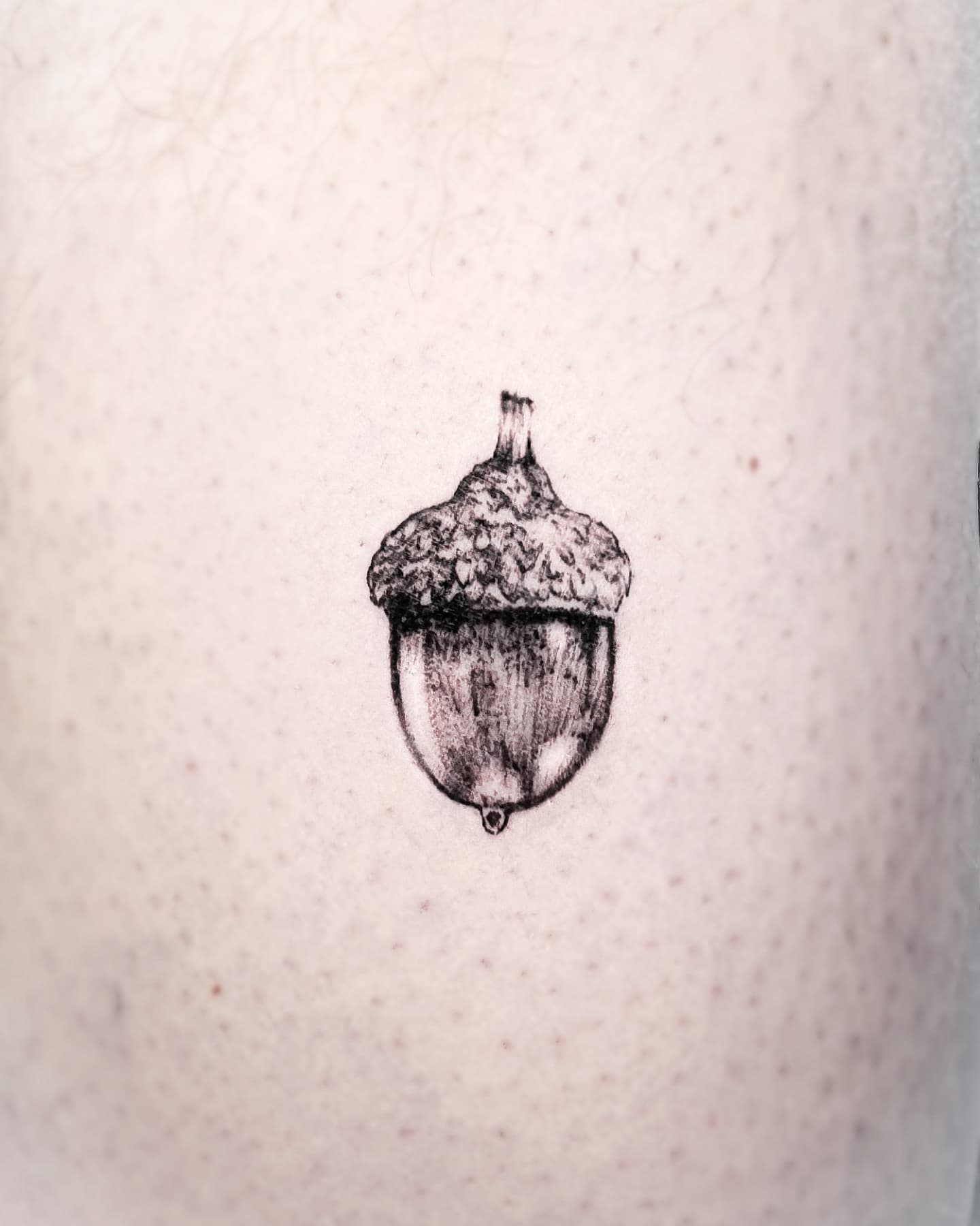 Pequeño tatuaje de bellota para hombres