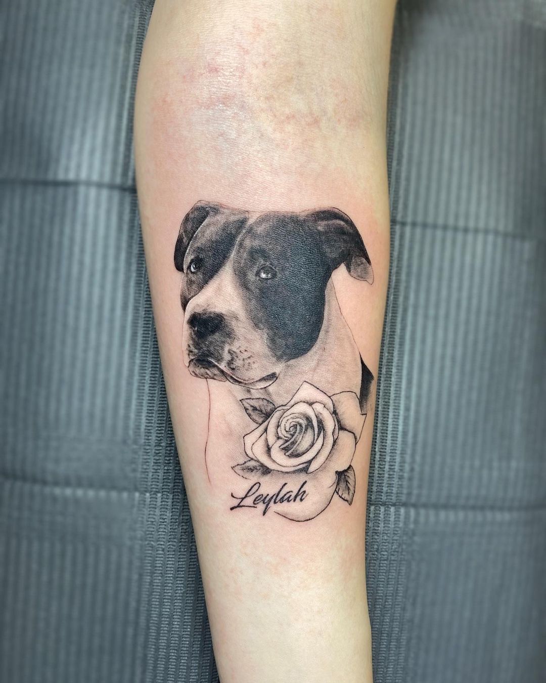 Perro Amor