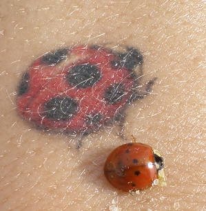 tatuaje-mariquitas-27