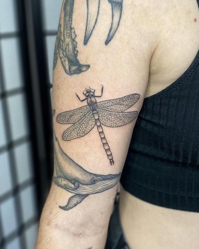 tattoo femenino libelula 33