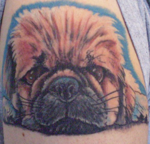 255 tatuaje perro
