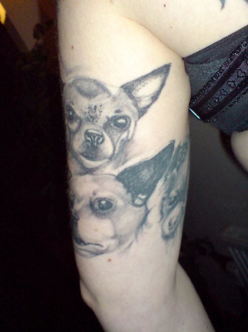 259 tatuaje perro
