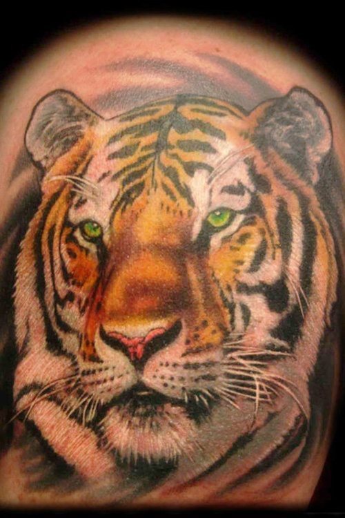 Felino con los ojos verdes y muy real Felino con los ojos verdes y muy real